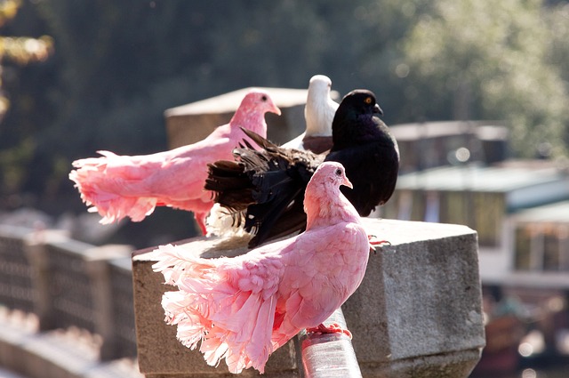 哈喽欧包 哈喽欧包