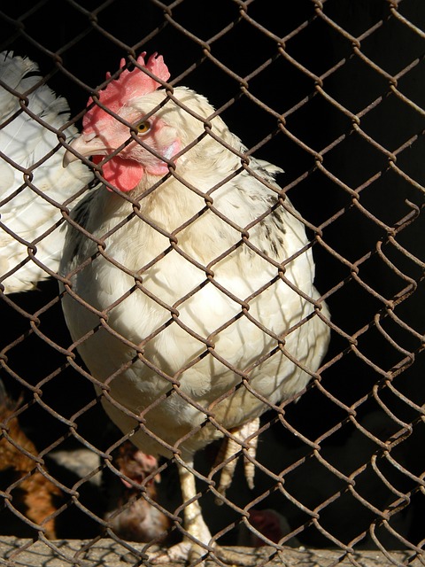 球队注入了 球队注入了